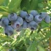 1 Rebel Blueberry Live Plant - Vaccinium corymbosum Starter Plug - Image 1