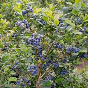 1 Rebel Blueberry Live Plant - Vaccinium corymbosum Starter Plug - Image 4