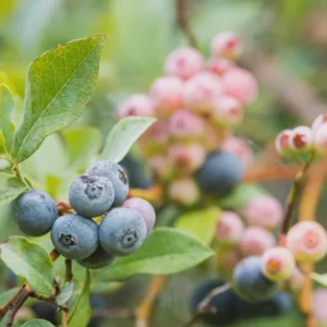 1 Rebel Blueberry Live Plant - Vaccinium corymbosum Starter Plug - Image 6