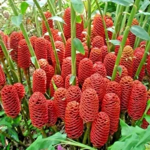 1 Shampoo Ginger Rhizome – Zingiber Zerumbet – Live Plant – Tropical Pine Cone Ginger - Image 2