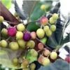 1 Sherbet Berry Live Plant (Grewia Asiatica) - Edible Fruit Shrub - Zones 9-11 - Image 1