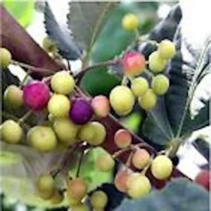 1 Sherbet Berry Live Plant (Grewia Asiatica) - Edible Fruit Shrub - Zones 9-11 - Image 1