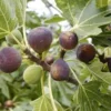 1 Violette de Bordeaux Fig Tree Starter Plug - Dwarf, Sweet Fruit - Image 1