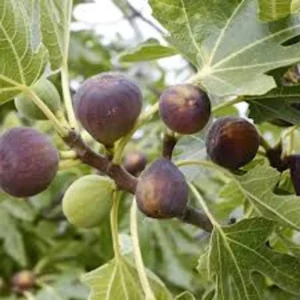 1 Violette de Bordeaux Fig Tree Starter Plug - Dwarf, Sweet Fruit - Image 1
