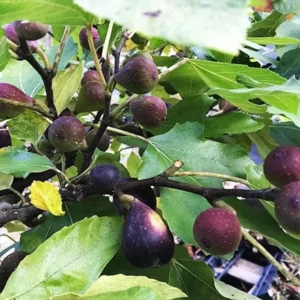 1 Violette de Bordeaux Fig Tree Starter Plug - Dwarf, Sweet Fruit - Image 6