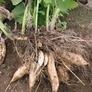 1 Yacón Root Plant Smallanthus sonchifolius Live Starter Plant Bolivian Sunroot - Image 2