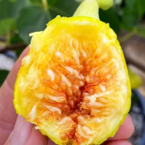 1 Yellow Long Neck Fig Tree Starter Plug - Ficus carica Live Plant - Image 8