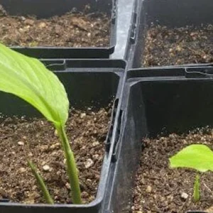 1 Yellow Turmeric Ginger Starter Plug - Curcuma longa Live Plant - Image 4