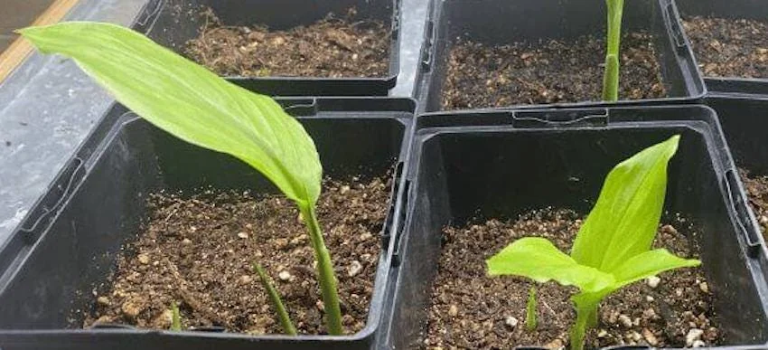 1 Yellow Turmeric Ginger Starter Plug - Curcuma longa Live Plant - Image 4