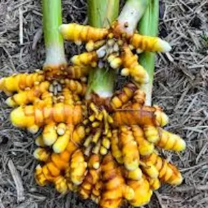 1 Yellow Turmeric Ginger Starter Plug - Curcuma longa Live Plant - Image 6
