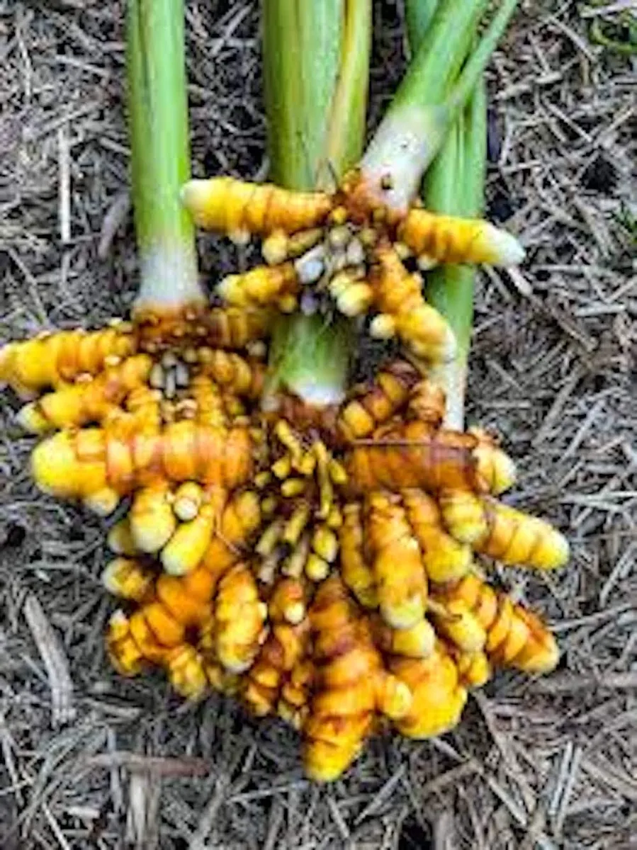 1 Yellow Turmeric Ginger Starter Plug - Curcuma longa Live Plant - Image 6