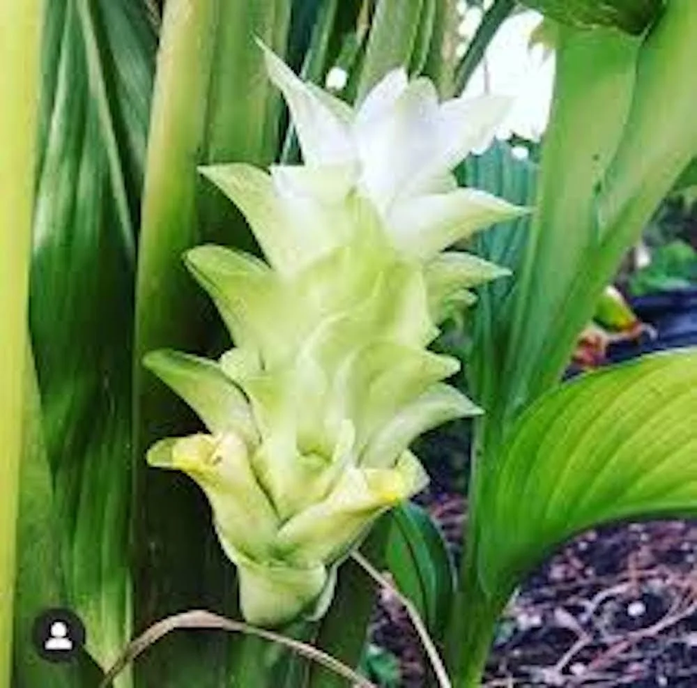 1 Yellow Turmeric Ginger Starter Plug - Curcuma longa Live Plant - Image 1