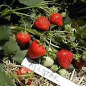 10 Allstar Junebearing Strawberry Plant Fragaria ananassa - Sweet Berries - Image 5