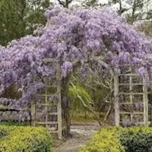 10 Amethyst Falls Wisteria Live Plant 12-14in - Non-Invasive Vine - Image 4