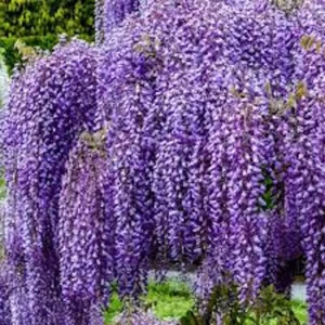 10 Amethyst Falls Wisteria Live Plant 12-14in - Non-Invasive Vine - Image 6