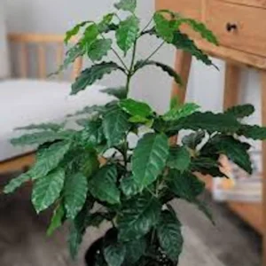 10 Arabica Coffee Plant Coffea arabica Live Starter Plants - Indoor Houseplant - Image 2