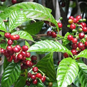 10 Arabica Coffee Plant Coffea arabica Live Starter Plants - Indoor Houseplant - Image 5