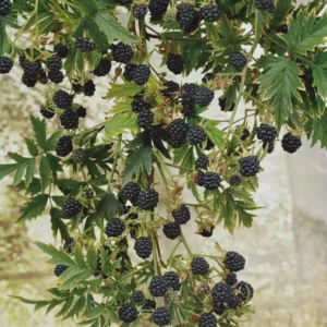 10 Arapaho Thornless Blackberry Starter Plug - Rubus fruticosus Live Plant - Image 2