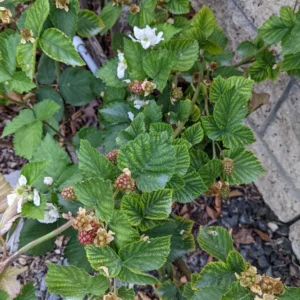 10 Arapaho Thornless Blackberry Starter Plug - Rubus fruticosus Live Plant - Image 4