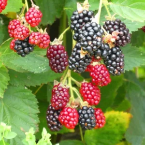 10 Arapaho Thornless Blackberry Starter Plug - Rubus fruticosus Live Plant - Image 5