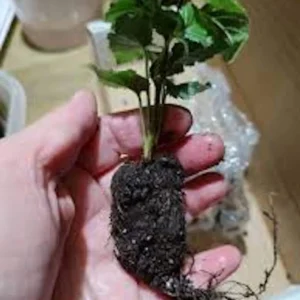 10 Arapaho Thornless Blackberry Starter Plug - Rubus fruticosus Live Plant - Image 7