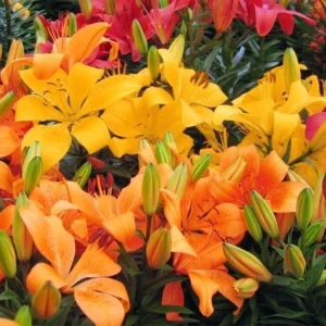 10 Asiatic Lily Flower Bulbs Mix - Perennial Outdoor Plant for Butterfly Gardens - Image 12