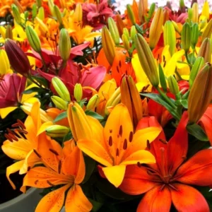 10 Asiatic Lily Flower Bulbs Mix - Perennial Outdoor Plant for Butterfly Gardens - Image 2