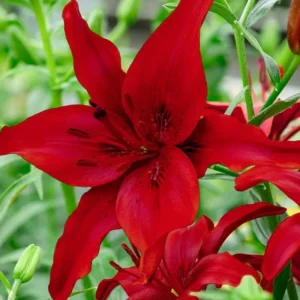 10 Asiatic Lily Flower Bulbs Mix - Perennial Outdoor Plant for Butterfly Gardens - Image 4