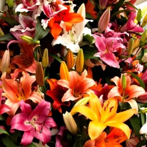 10 Asiatic Lily Flower Bulbs Mix - Perennial Outdoor Plant for Butterfly Gardens - Image 6