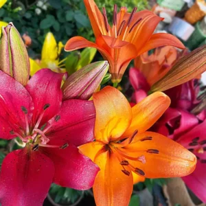 10 Asiatic Lily Flower Bulbs Mix - Perennial Outdoor Plant for Butterfly Gardens - Image 7