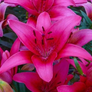 10 Asiatic Lily Flower Bulbs Mix - Perennial Outdoor Plant for Butterfly Gardens - Image 8