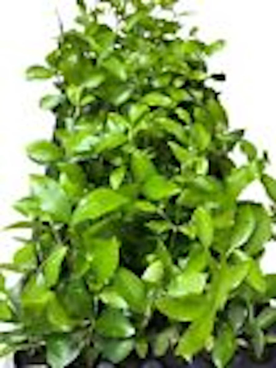 10 Barbados Cherry Tree Malpighia Emarginata Live Starter Plants - Fruit Tree - Image 2