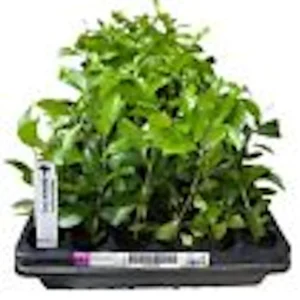10 Barbados Cherry Tree Malpighia Emarginata Live Starter Plants - Fruit Tree - Image 3