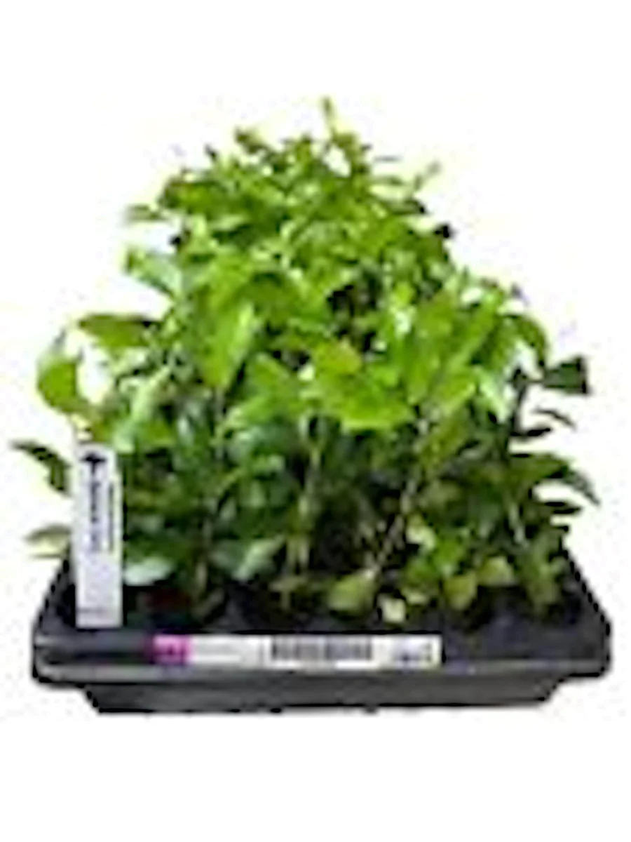10 Barbados Cherry Tree Malpighia Emarginata Live Starter Plants - Fruit Tree - Image 3