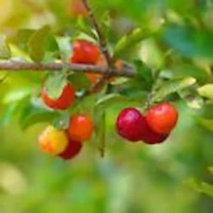 10 Barbados Cherry Tree Malpighia Emarginata Live Starter Plants - Fruit Tree - Image 4