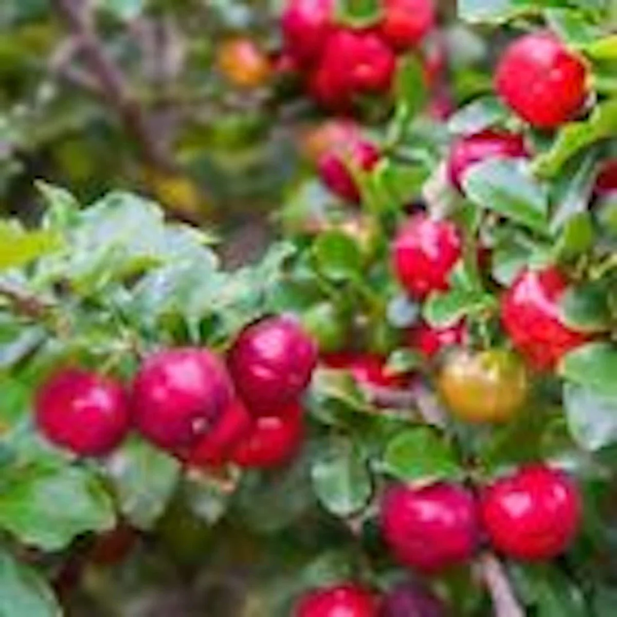 10 Barbados Cherry Tree Malpighia Emarginata Live Starter Plants - Fruit Tree - Image 1