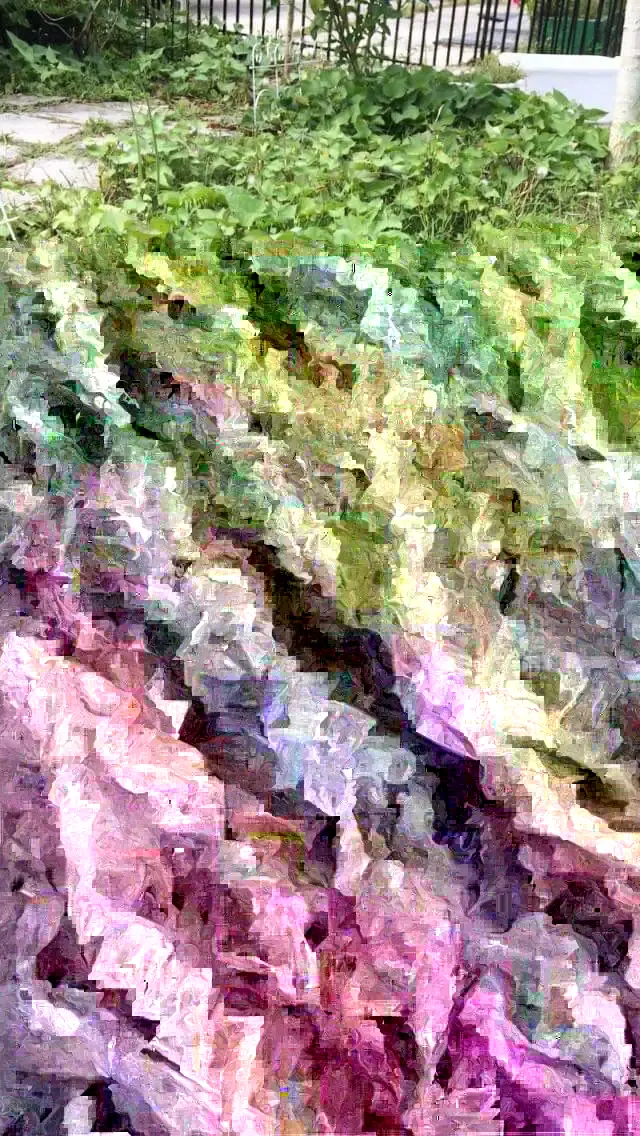 10 Beauregard Sweet Potato Plants / Slips - Organic Vegetable Garden - Image 2