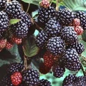 10 Black Hawk Black Raspberry Live Plants - Rubus occidentalis - 1-2 Yr Old Hardy Fruit Shrub - Image 2