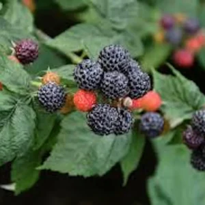 10 Black Hawk Black Raspberry Live Plants - Rubus occidentalis - 1-2 Yr Old Hardy Fruit Shrub - Image 1