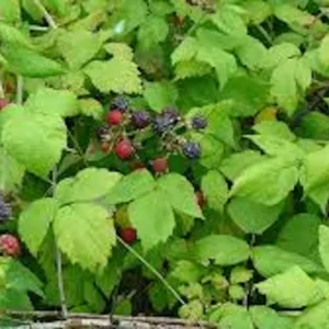 10 Black Hawk Black Raspberry Live Plants - Rubus occidentalis - 1-2 Yr Old Hardy Fruit Shrub - Image 4