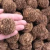 10 Black Walnut Tree Seeds - Juglans Nigra, Organic Planting, Fast Growing - Image 1