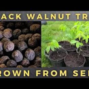 10 Black Walnut Tree Seeds - Juglans Nigra, Organic Planting, Fast Growing - Image 2