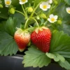 10 Blakemore Strawberry Bare Roots - Fragaria x ananassa - June-Bearing Fruit Plant - Image 1