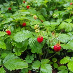 10 Blakemore Strawberry Bare Roots - Fragaria x ananassa - June-Bearing Fruit Plant - Image 7