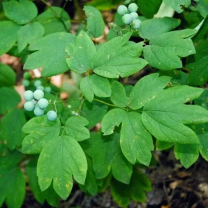 10 Blue Cohosh Bare Root Plants - Caulophyllum Thalictroides Wildflower - Image 7