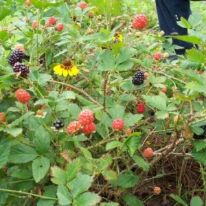 10 Brazos Blackberry Starter Plug - Live Fruit Bush - Rubus fruticosus - Image 8