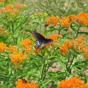 10 Butterfly Weed Bare Root Plants - Asclepias Tuberosa Milkweed Native Wildflower - Image 10