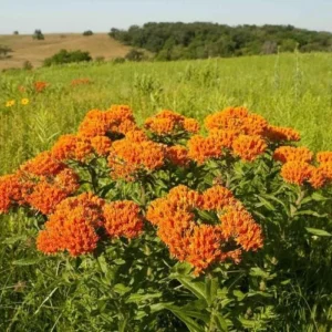 10 Butterfly Weed Bare Root Plants - Asclepias Tuberosa Milkweed Native Wildflower - Image 3