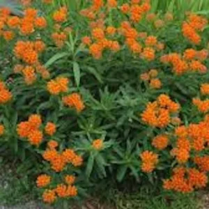 10 Butterfly Weed Bare Root Plants - Asclepias Tuberosa Milkweed Native Wildflower - Image 1