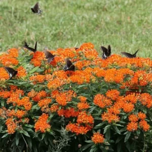 10 Butterfly Weed Bare Root Plants - Asclepias Tuberosa Milkweed Native Wildflower - Image 4